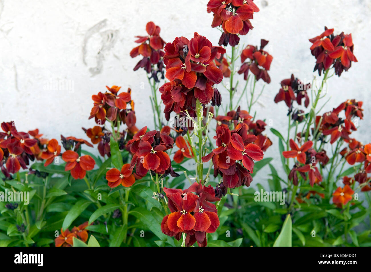 Cheiranthus cheiri `Vulcan` wallflower Stock Photo